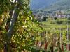 Balade en Alsace l'été