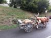 Balade en Alsace l'été