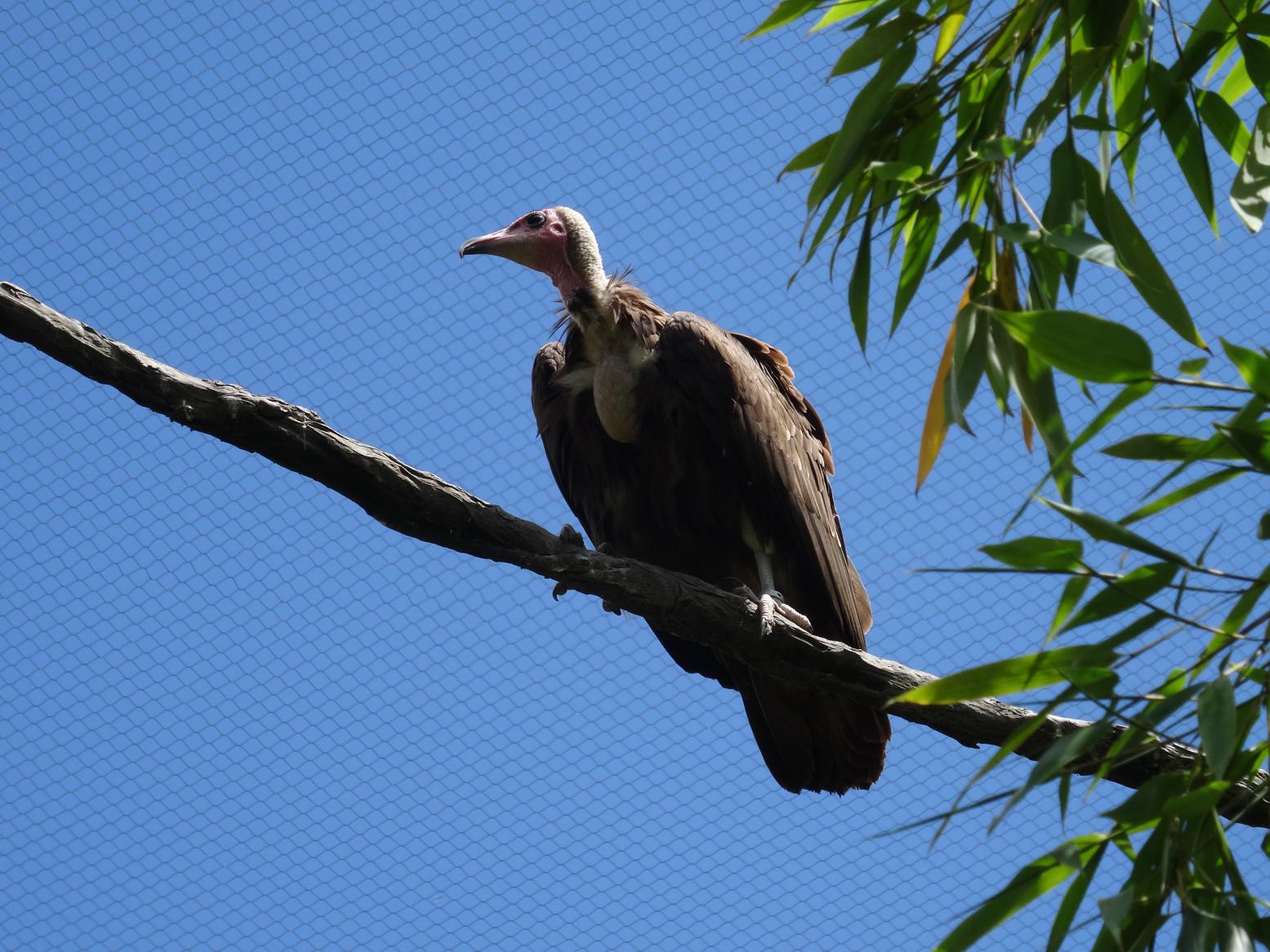Balade dans le Bio Parc de Doué-la-Fontaine
