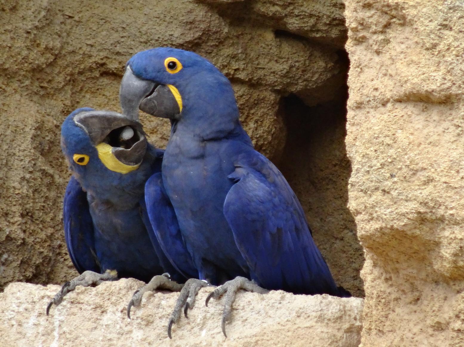 Balade dans le Bio Parc de Doué-la-Fontaine