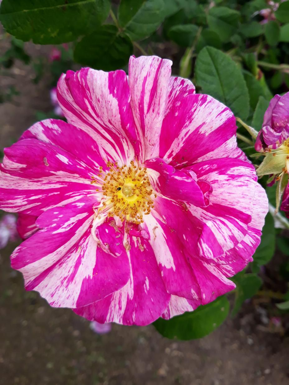 Les Chemins de la Rose (Val de Loire)
