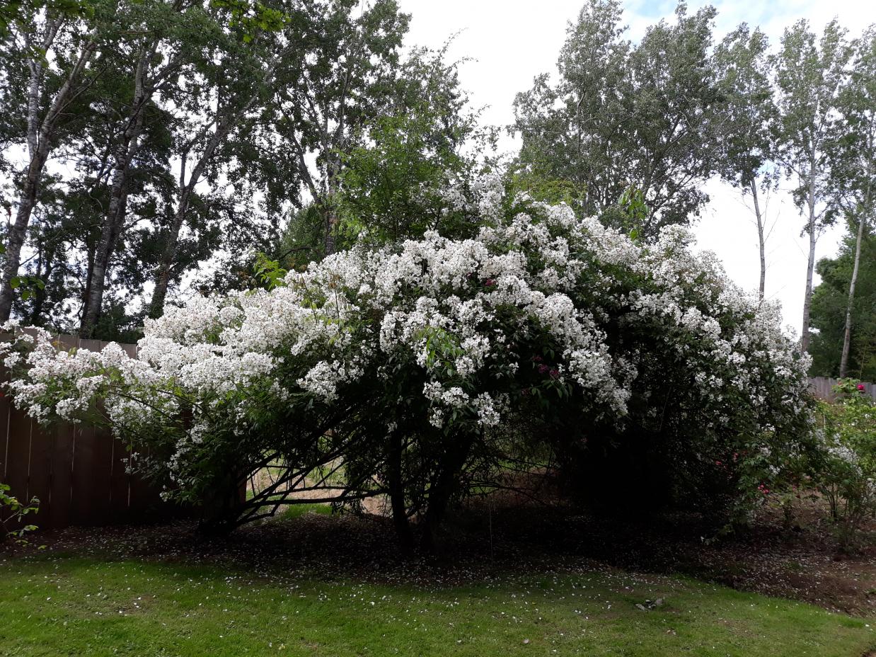 Les Chemins de la Rose (Val de Loire)