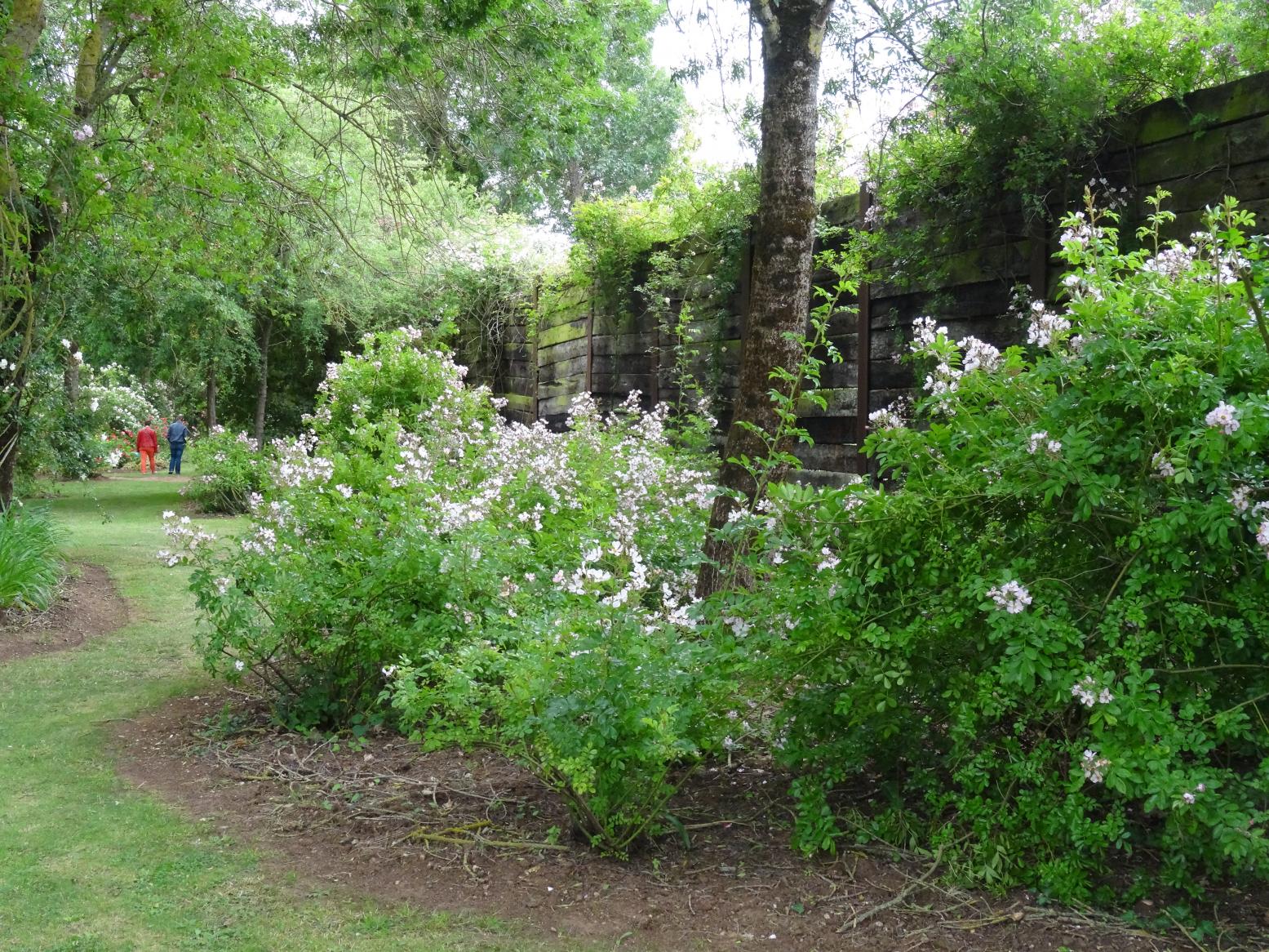 Les Chemins de la Rose (Val de Loire)