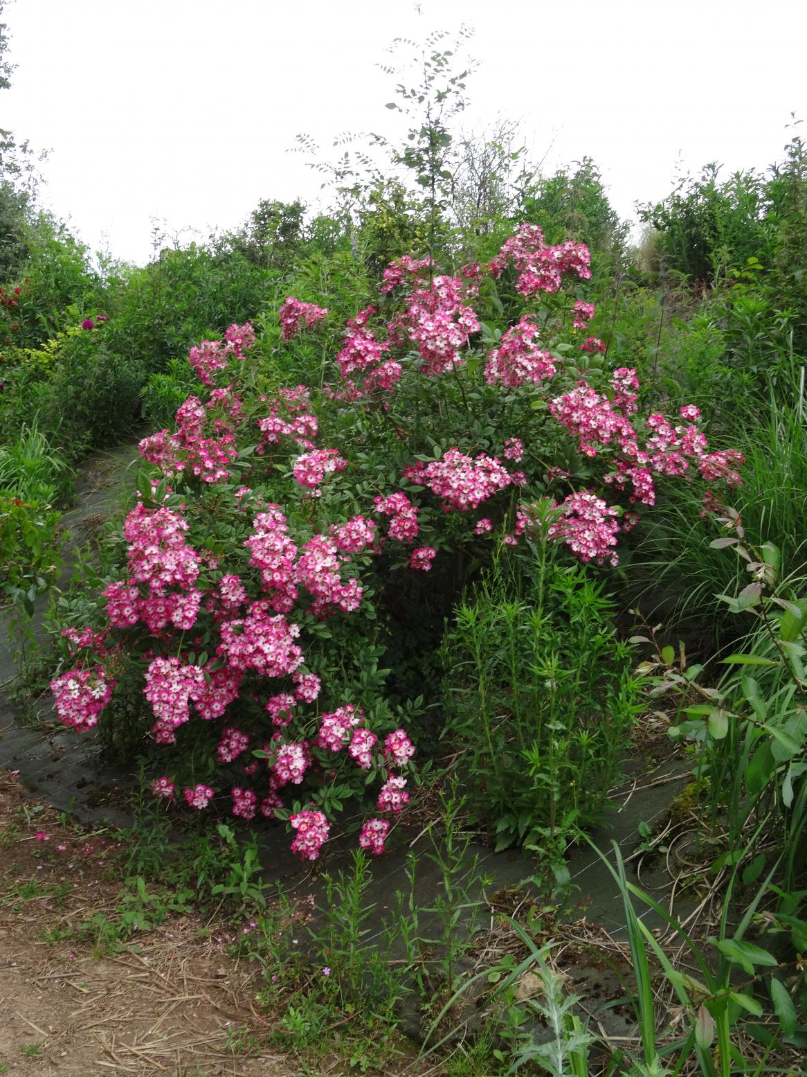 Les Chemins de la Rose (Val de Loire)