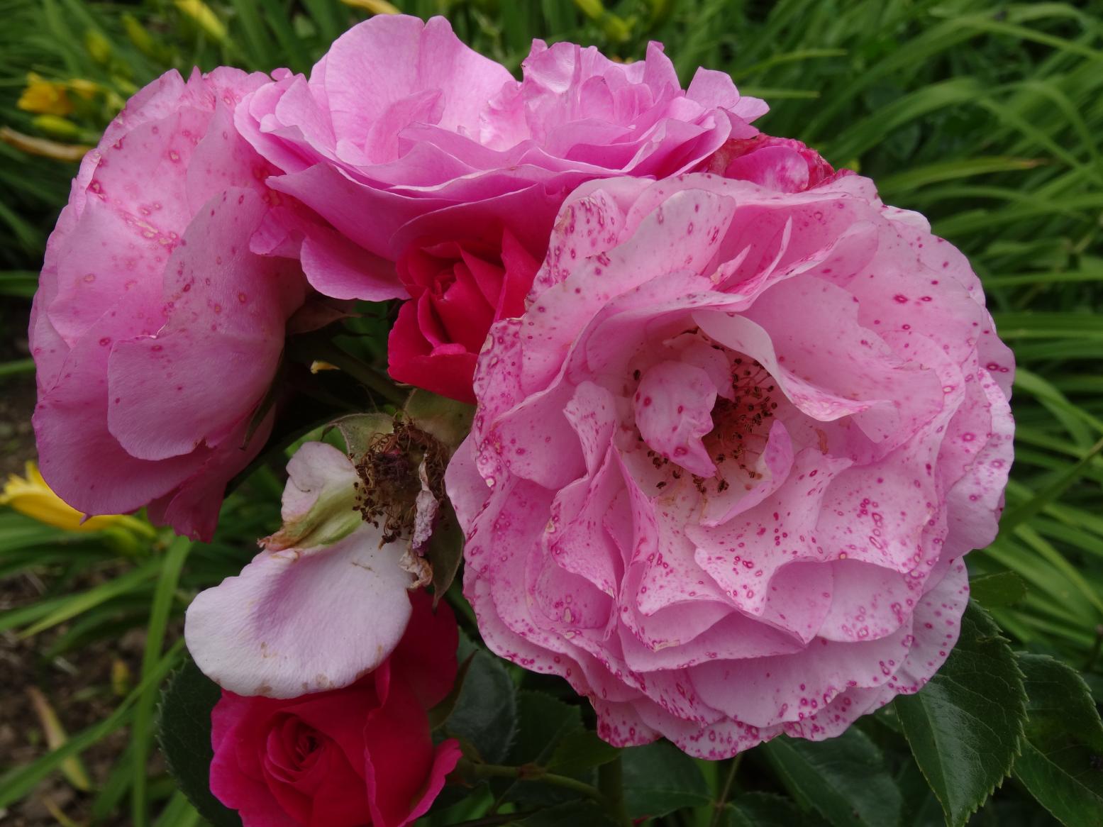 Les Chemins de la Rose (Val de Loire)