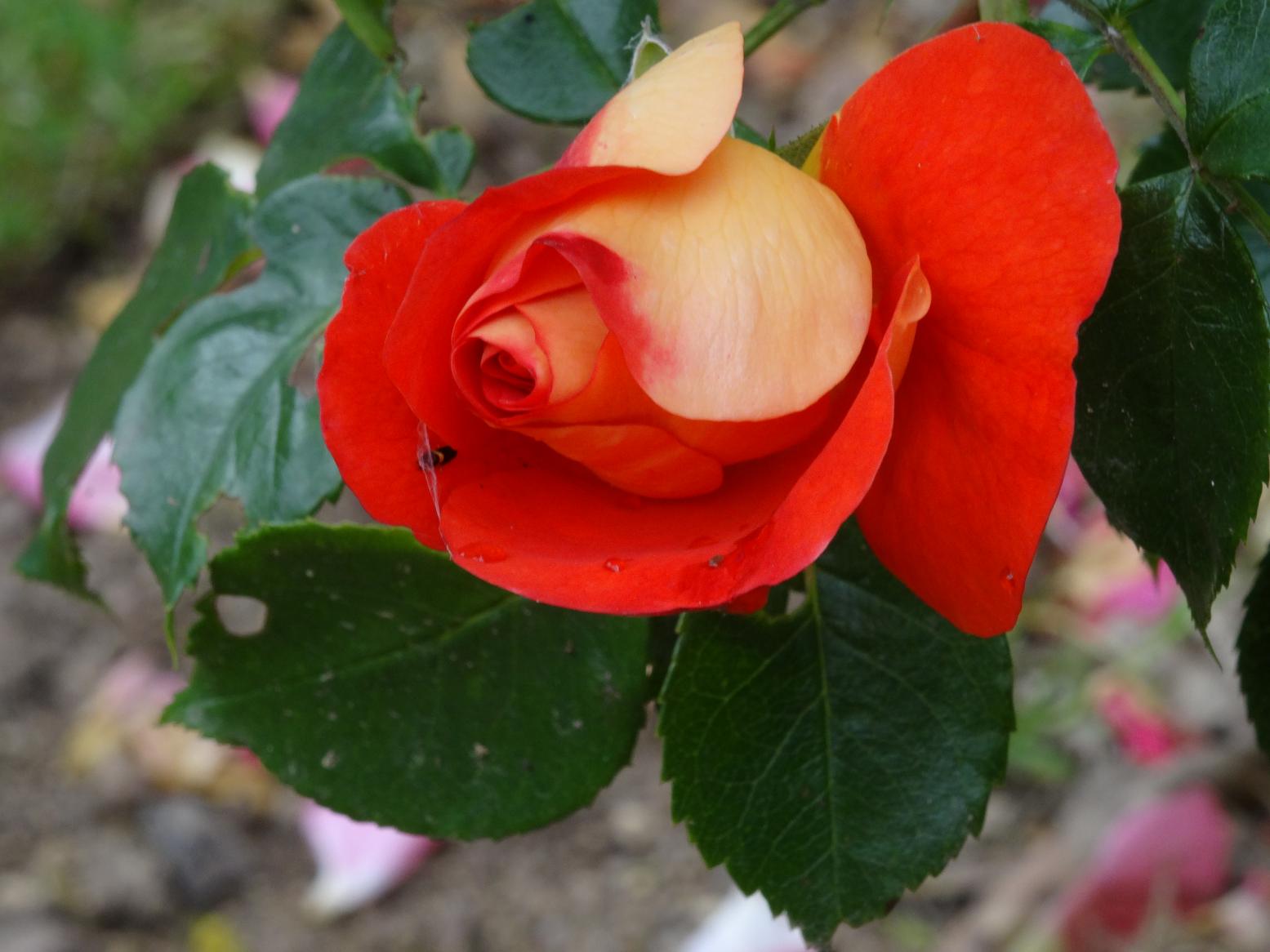 Les Chemins de la Rose (Val de Loire)