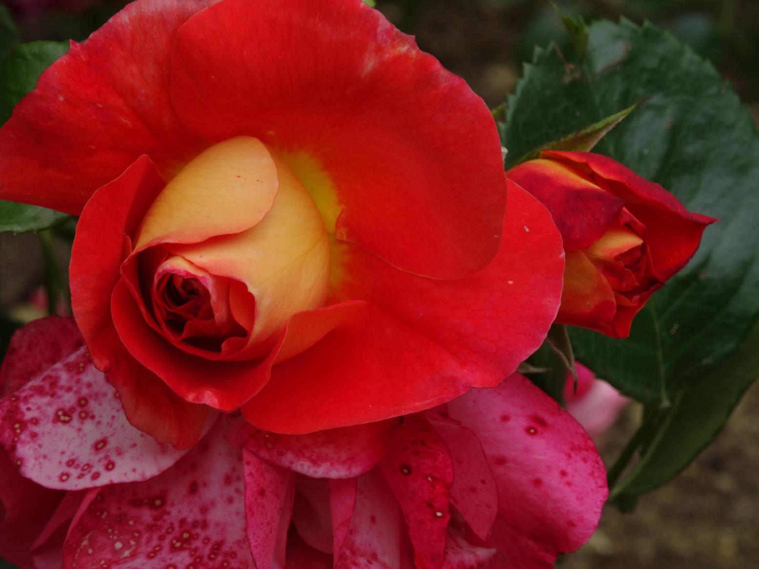 Les Chemins de la Rose (Val de Loire)