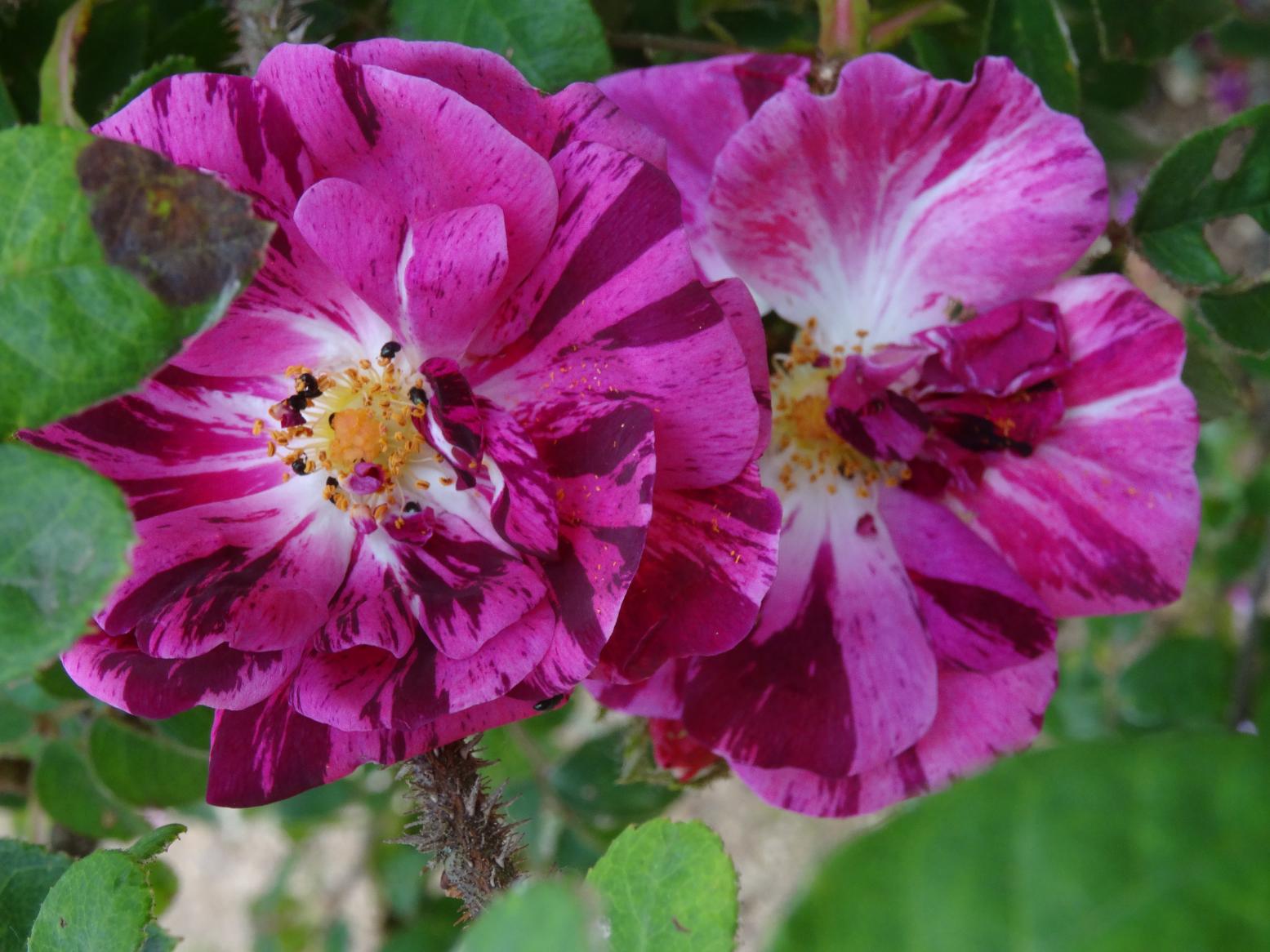 Les Chemins de la Rose (Val de Loire)