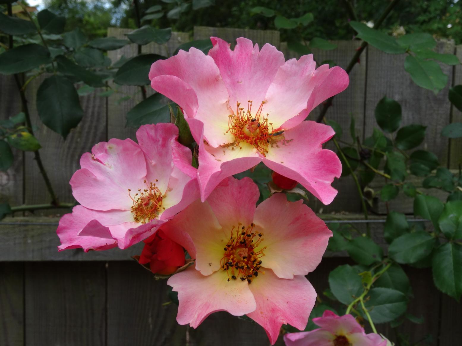 Les Chemins de la Rose (Val de Loire)