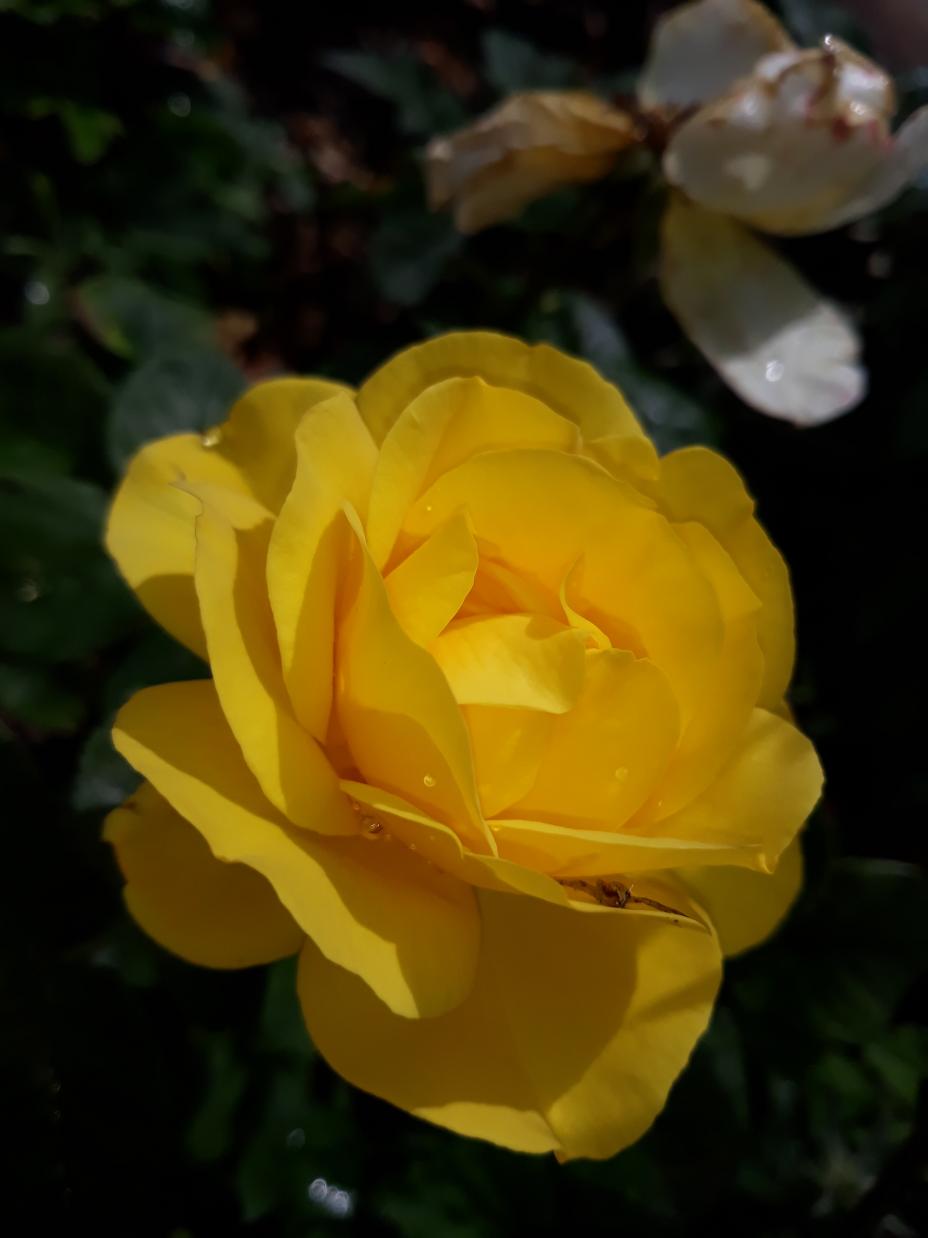 Roseraie Foulon (Val de Loire)