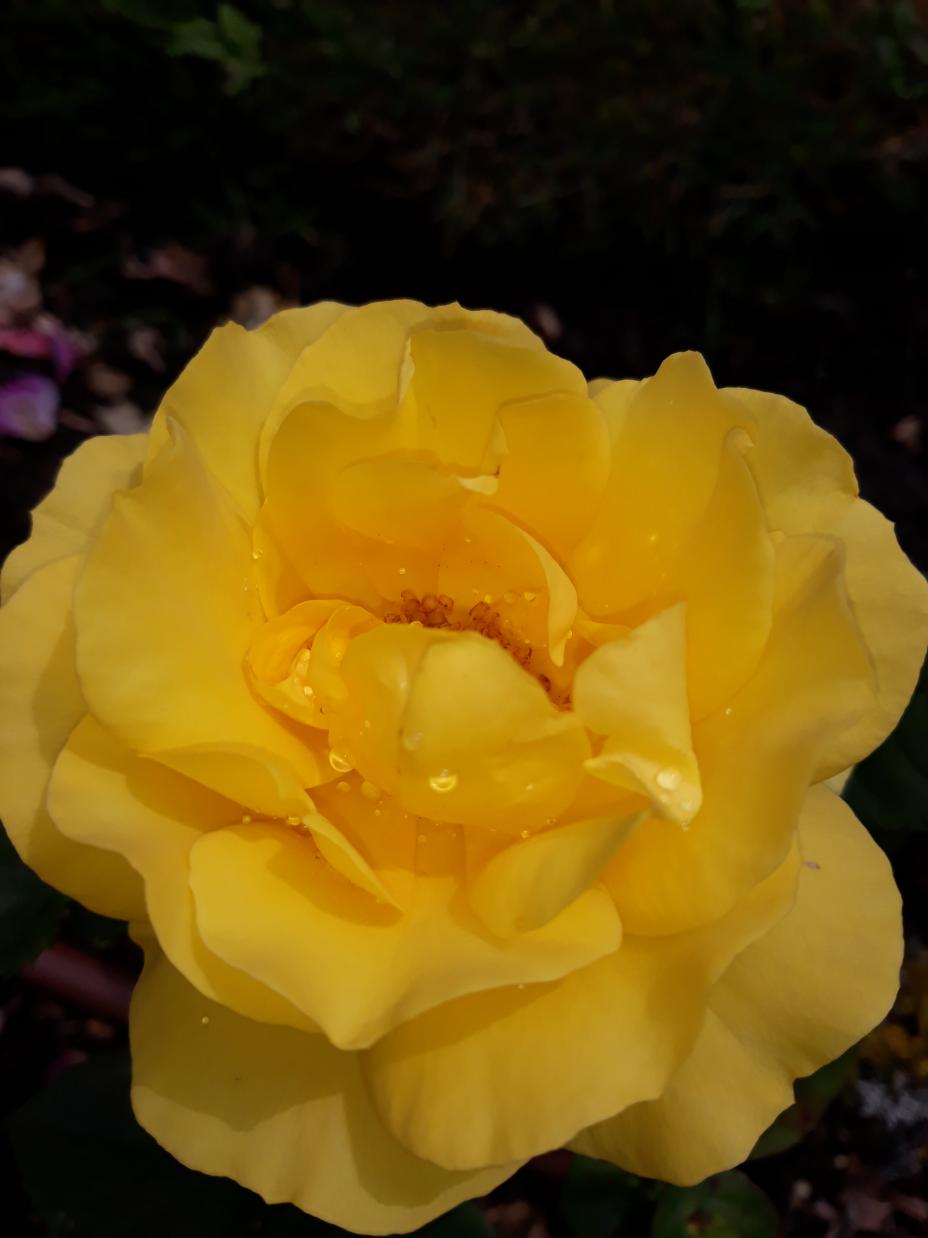 Roseraie Foulon (Val de Loire)