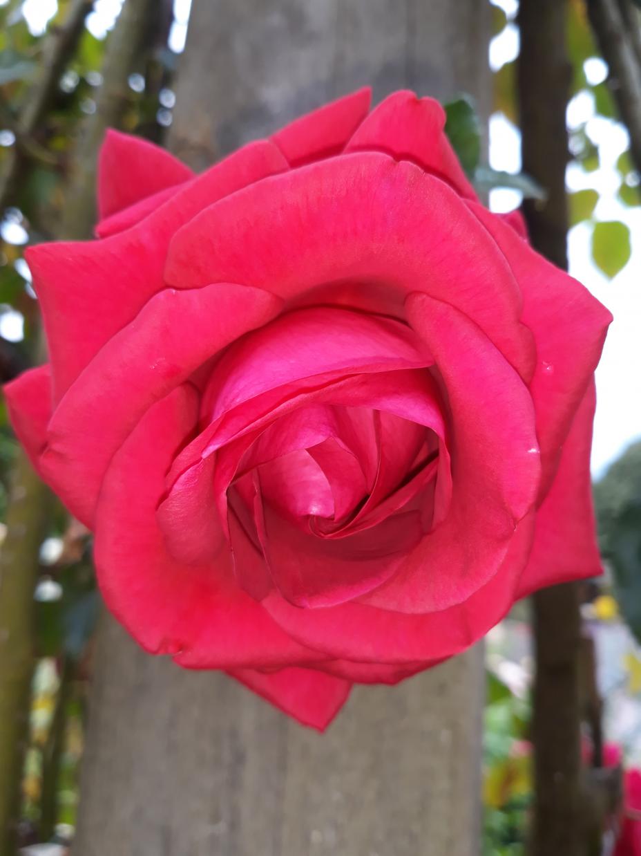 Roseraie Foulon (Val de Loire)