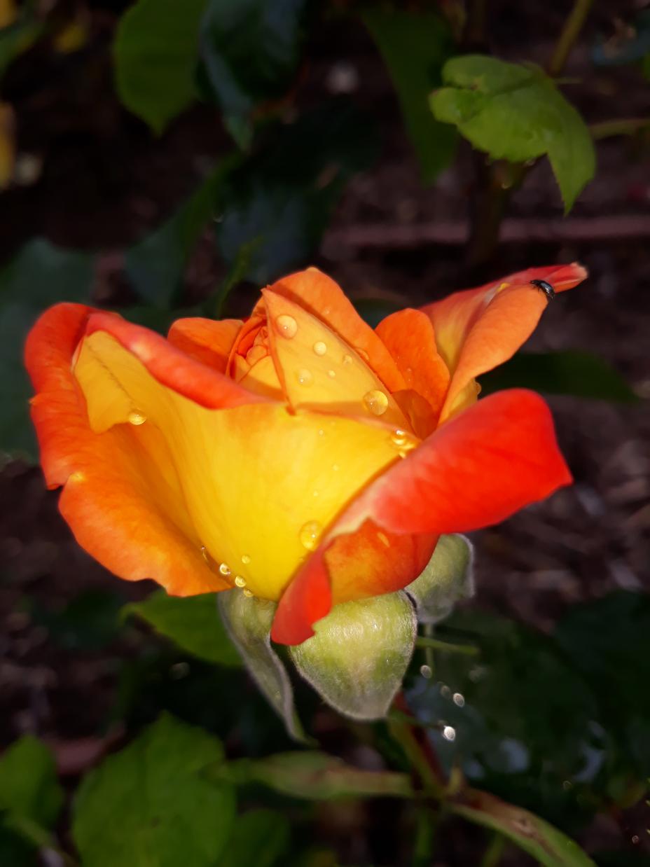 Roseraie Foulon (Val de Loire)